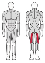 Сгибатель бедра стоя Fitex Pro FTX-61F25A Сгибатель бедра стоя Fitex Pro FTX-61F25A