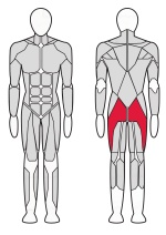 Тренажер для ягодичных мышц (радиальный) Fitex Pro FTX-FB24 Тренажер для ягодичных мышц (радиальный) Fitex Pro FTX-FB24